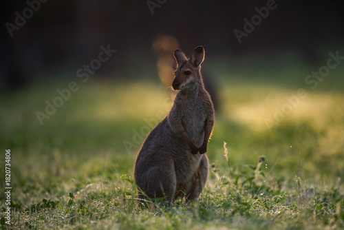 kangaroo australia