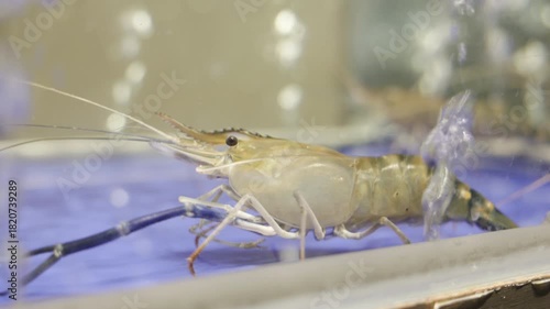 fresh river shrimp swimming in the glass tank, ready to cook at the seafood restaurant, Thailand street food.