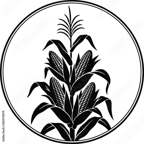Vintage black and white illustration of a corn stalk with cobs