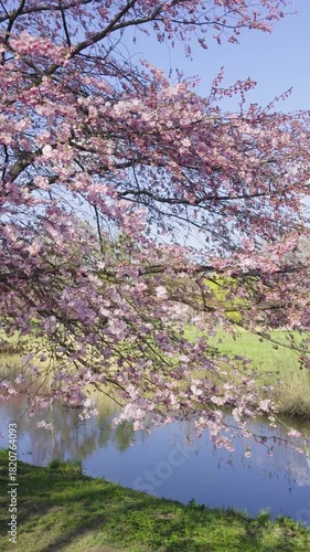 Wallpaper Mural Cherry blossom trees in a park in spring in Riga, Latvia. Early warm spring in April on a sunny day. Torontodigital.ca
