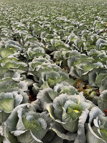 cabbage in the field
