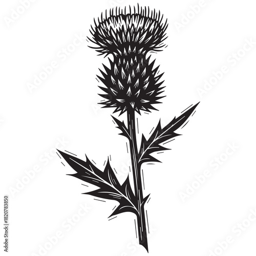 Black and white woodcut style thistle plant illustration