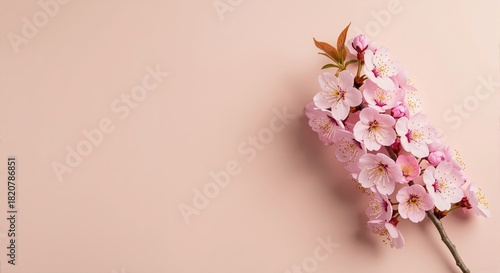 Wallpaper Mural Spring cherry blossom branch with pink flowers on a beige background. Delicate blooming sakura with copy space for text Torontodigital.ca