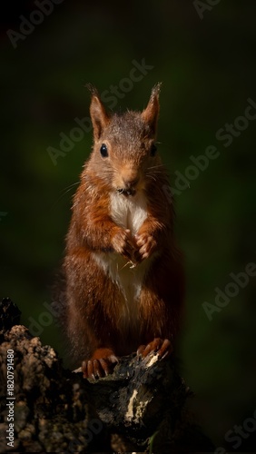 Squirrel in the forest