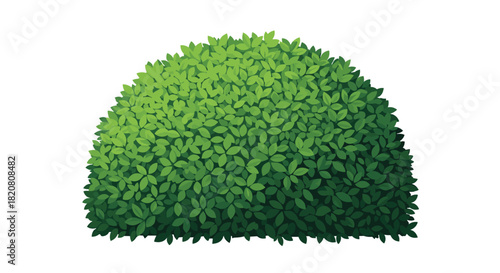 A vibrant green, neatly trimmed bush with a semicircular shape, rendered in a graphic illustration style on a white background.