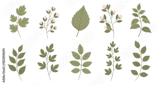 Delicate botanical illustrations featuring various green leaves and budding pink flowers on slender branches.