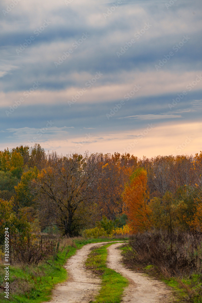 Fototapeta premium beautiful landscape of country road in autumn forest with bright yellow leaves on trees, cloudy weather