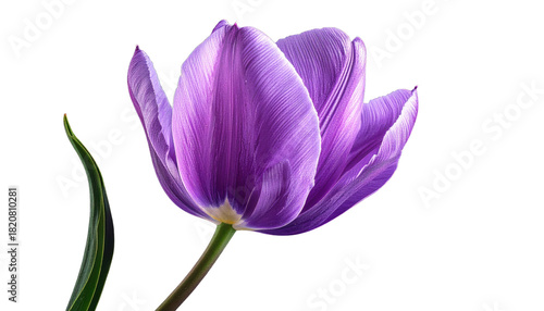 Vibrant close-up of a blooming purple flower with delicate petals on a black background