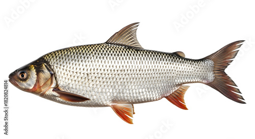 a silver scaled fish on transparent background