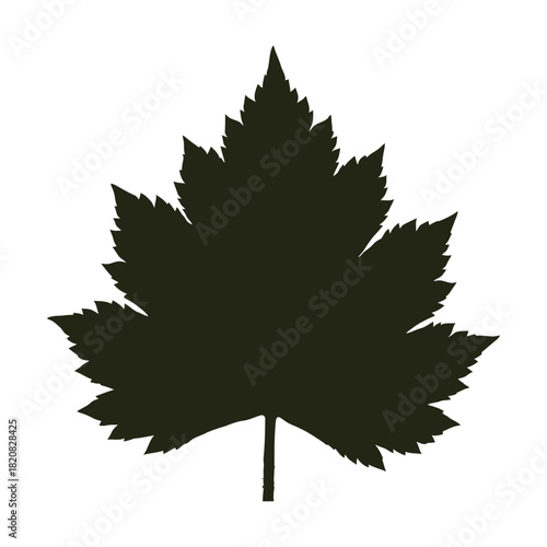 Dark silhouette of a maple leaf against a black background