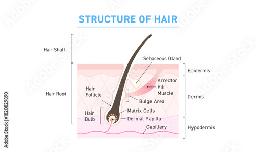 Structure of Human Hair Follicle with Bulge Area and Dermal Papilla – Medical Illustration