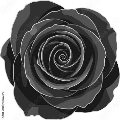 Monochrome rose blossom isolated on white background for gothic designs