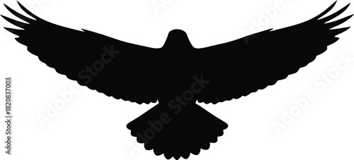 Majestic eagle silhouette soaring flight open wings overhead view vector