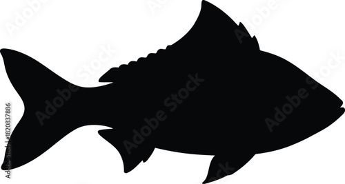 Silhouette of carp fish swimming isolated aquatic life vector