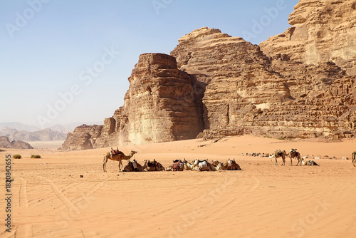 Photography Dromedaries in Wadi Rum landscape, Jordan