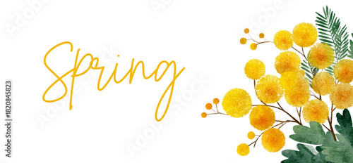 Spring floral greeting card with delicate watercolor yellow mimosa flowers. Spring floral banner in watercolor. Elegant botanical illustration perfect for spring designs, March 8, Mother's Day etc.