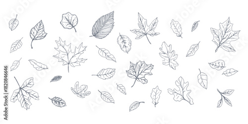 Hand drawn black and white outline sketch set of various detailed autumn leaves in different shapes and sizes isolated on white background collection vector illustration for seasonal design
