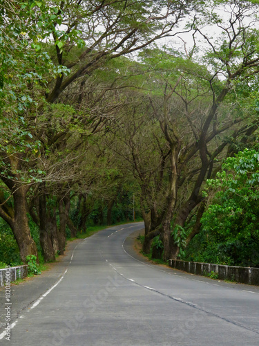 Wallpaper Mural Empty road curving through a tunnel of forest trees.
Soft daylight filters through dense branches creating a calm, atmospheric pathway surrounded by lush greenery. Torontodigital.ca