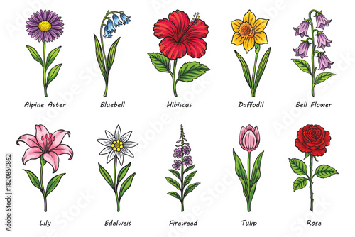 Set of Colorful Botanical Flower Illustration Vector