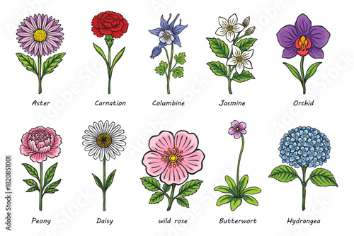 Colorful Botanical Flower Collection, Hand Drawn Floral Illustration Set
