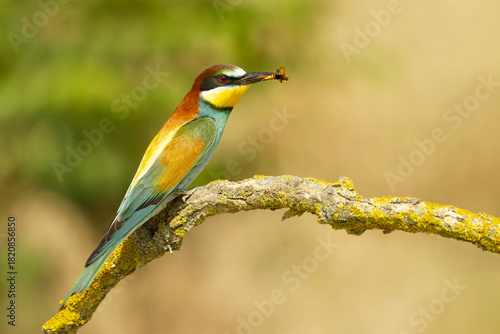 Bienenfresser (Merops apiaster)