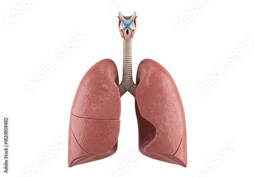 Anatomical illustration of human lungs and trachea on a transparent background