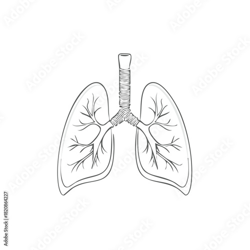 Medical illustration of human lungs sketch, anatomical diagram