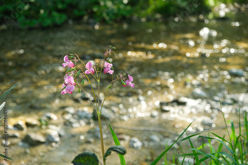 Canvastavla Wild Himalayan Balsam Flowers Blooming by a Mountain Stream