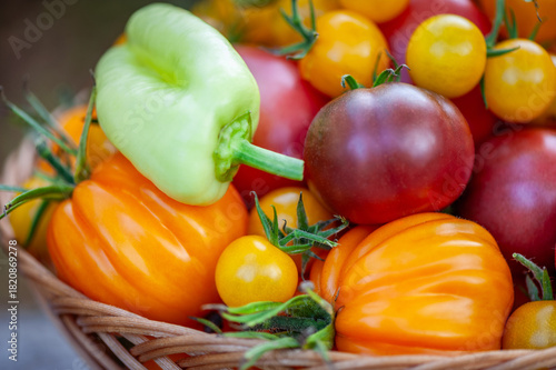 Fresh colorful heirloom tomatoes and sweet pepper in wicker basket. Organic summer harvest.
