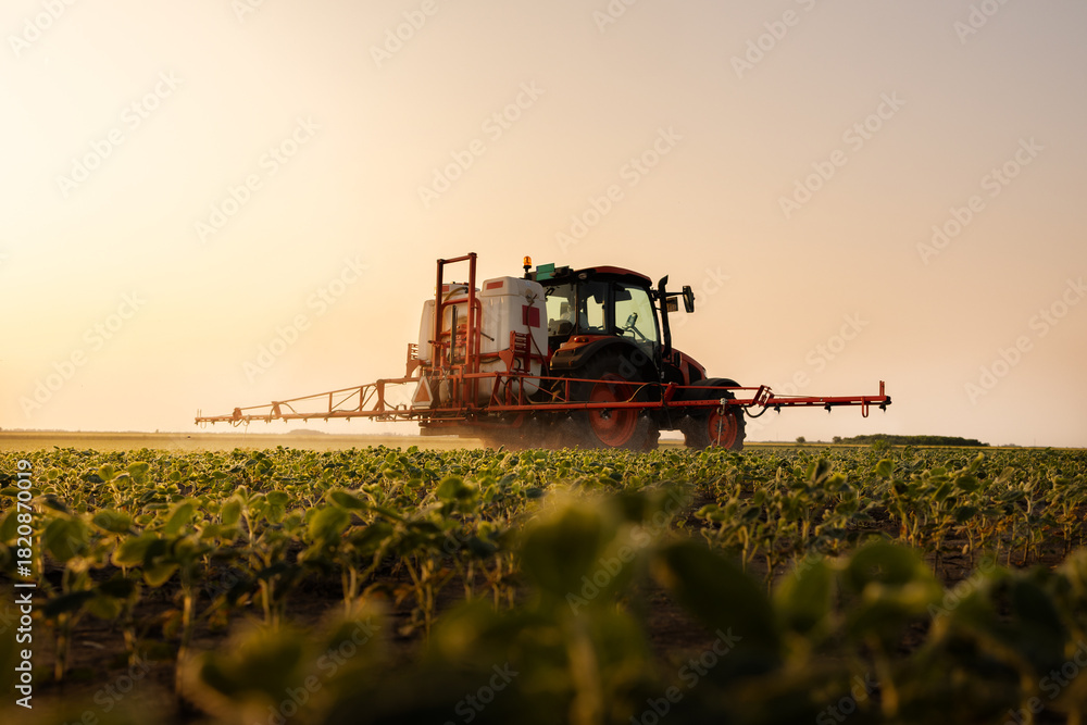 Naklejka premium Tractor spraying crops in a lush green field at sunset.