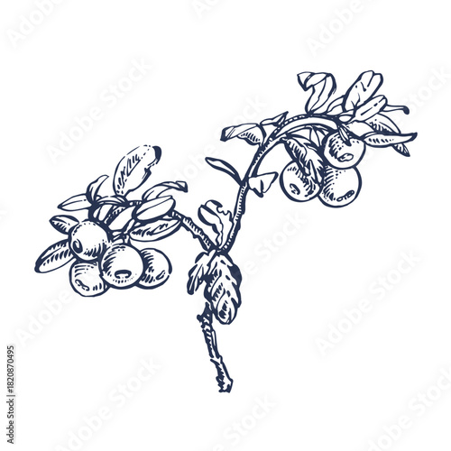 Cowberry hand drawn illustration. Retro sketch style vector illustration. Perfect for invitation, wedding or greeting cards.