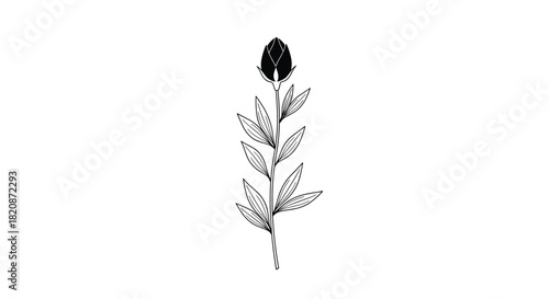 An elegant drawing of a flower bud with leaves.