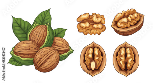 A detailed illustration of various walnuts.