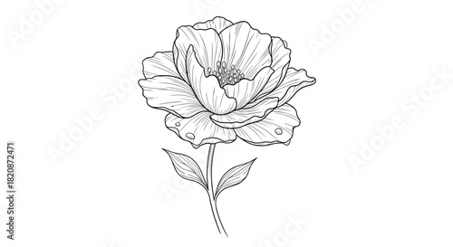 A detailed line drawing of a peony flower on a stem.