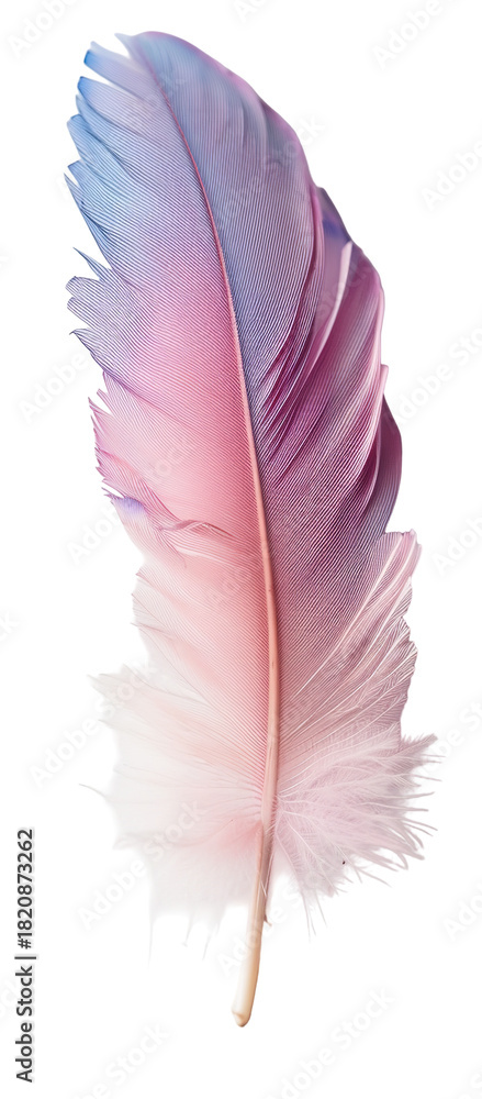 Fototapeta premium Iridescent hummingbird feather with shades of pink and blue is isolated against a transparent background, highlighting its delicate structure and beauty. Perfect for artistic projects