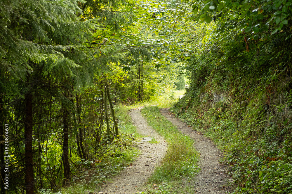 Fototapeta premium Summer hiking trail winding through lush green deciduous forest landscape