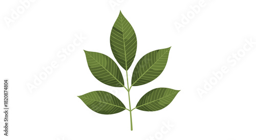A simple and elegant illustration of a single compound leaf with multiple green leaflets attached to a central stem on white.
