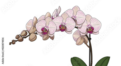 A beautiful and realistic illustration of a blooming pink and white striped phalaenopsis orchid branch with buds and leaves.