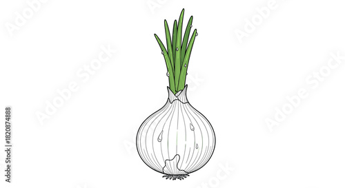 A hand-drawn illustration of a whole white onion with vibrant green sprouts and water droplets isolated on a white background.