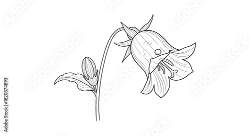 A delicate and detailed black and white line drawing of a single bellflower or campanula with a bud on a thin stem.
