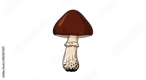 A detailed cartoon illustration of a single wild brown forest mushroom with a thick stem isolated on a white background.