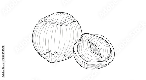 A detailed black and white line drawing showing a whole hazelnut and another one cracked open to reveal the kernel inside.
