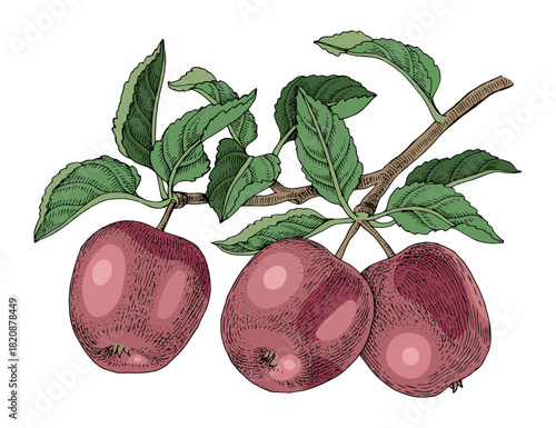 Ripe apple fruits on the branch