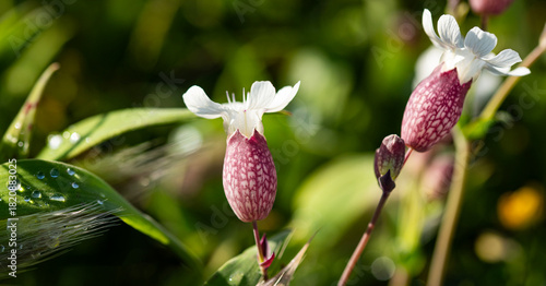 Silene Vulgaris
