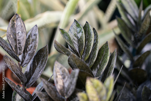 Close up on the leaves of a Zamioculcas zamiifolia raven. It's an evergreen perennial with succulent leaves that emerge lime green but quickly take on a deep purple-black colour.