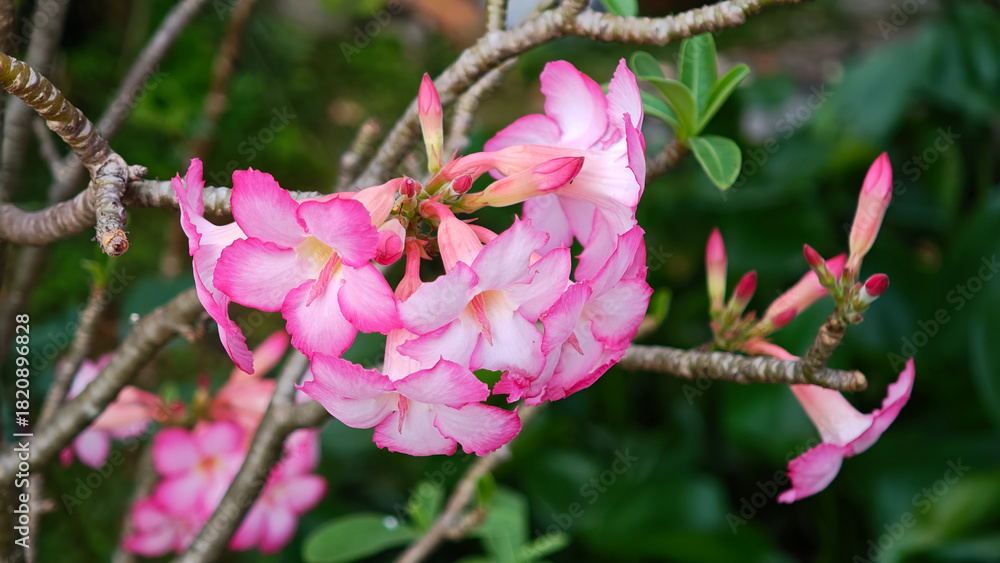 Obraz premium Pink Adenium flowers in the garden
