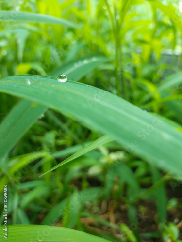 Wallpaper Mural serene nature with sparkling dewdrop on vibrant green grass, a fresh, calming scene Torontodigital.ca