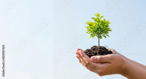 Hands holding small tree sapling in soil against blue background  