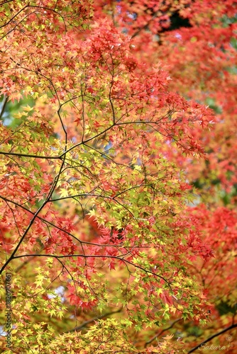 Red autumn leaves