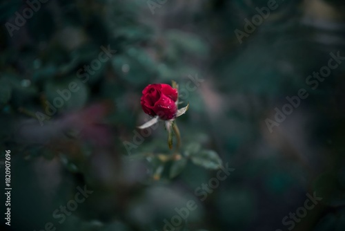 Red rose in the garden